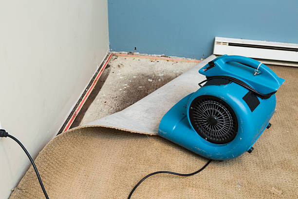 Best Carpet water damage restoration  in Cottonwood, AL